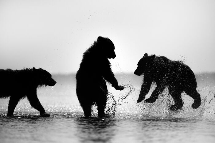 51 Mesmerizing Wildlife Moments By This Award-Winning Photographer 51 Mesmerizing Wildlife Moments By This Award-Winning Photographer