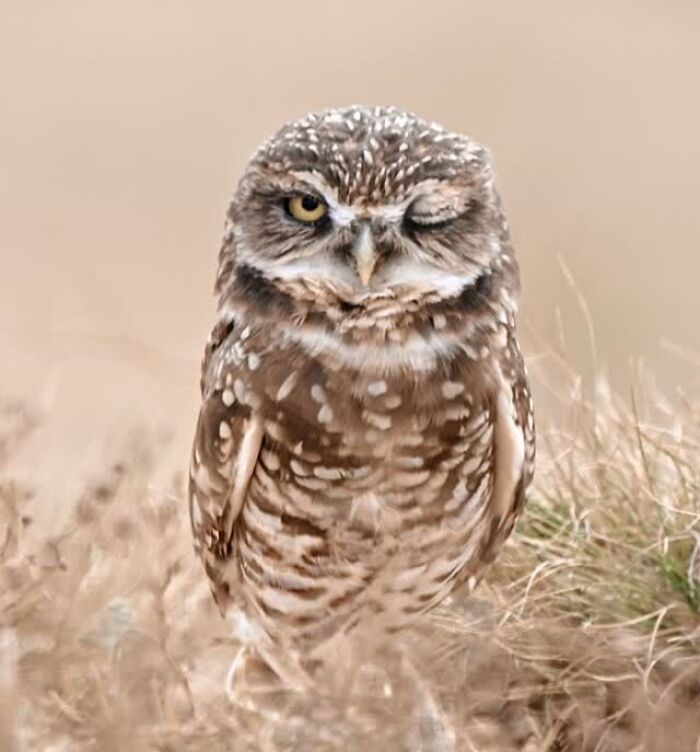51 Mesmerizing Wildlife Moments By This Award-Winning Photographer 51 Mesmerizing Wildlife Moments By This Award-Winning Photographer