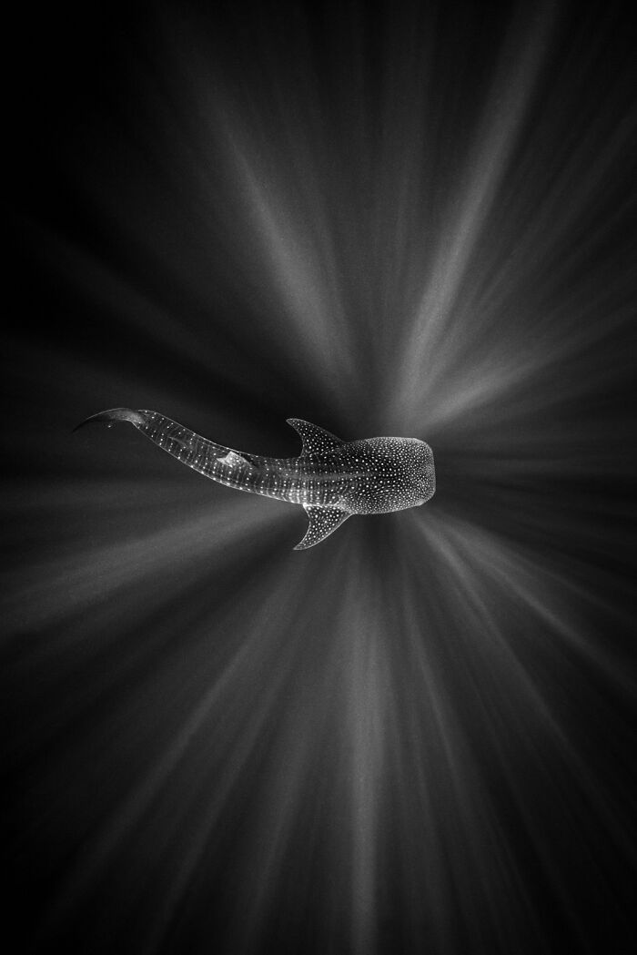 51 Mesmerizing Wildlife Moments By This Award-Winning Photographer 51 Mesmerizing Wildlife Moments By This Award-Winning Photographer