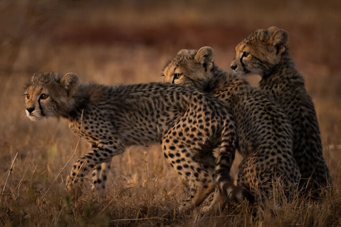 51 Mesmerizing Wildlife Moments By This Award-Winning Photographer 51 Mesmerizing Wildlife Moments By This Award-Winning Photographer
