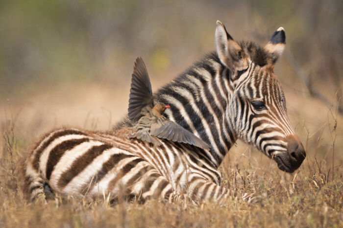 51 Mesmerizing Wildlife Moments By This Award-Winning Photographer 51 Mesmerizing Wildlife Moments By This Award-Winning Photographer