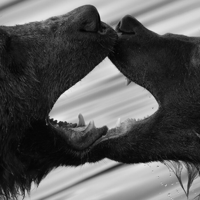 51 Mesmerizing Wildlife Moments By This Award-Winning Photographer 51 Mesmerizing Wildlife Moments By This Award-Winning Photographer