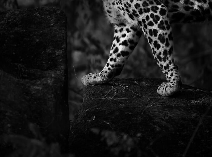 51 Mesmerizing Wildlife Moments By This Award-Winning Photographer 51 Mesmerizing Wildlife Moments By This Award-Winning Photographer