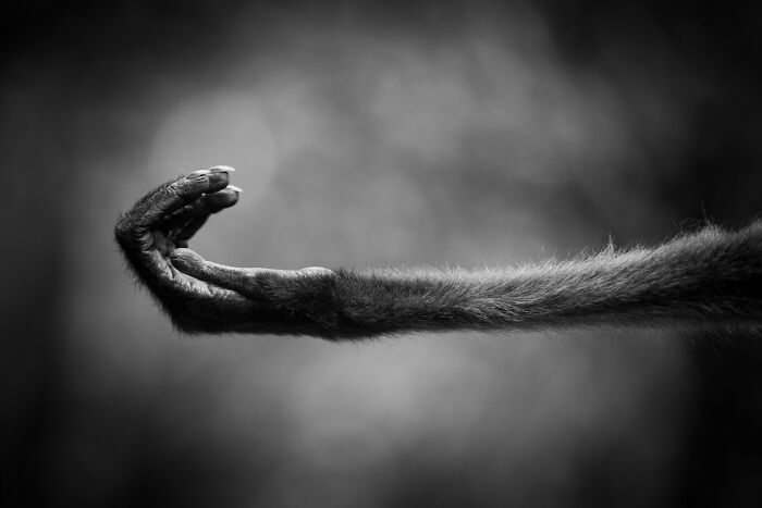 51 Mesmerizing Wildlife Moments By This Award-Winning Photographer 51 Mesmerizing Wildlife Moments By This Award-Winning Photographer