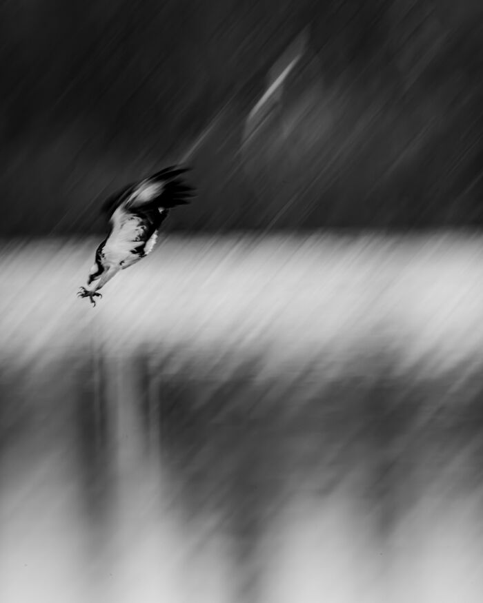 51 Mesmerizing Wildlife Moments By This Award-Winning Photographer 51 Mesmerizing Wildlife Moments By This Award-Winning Photographer