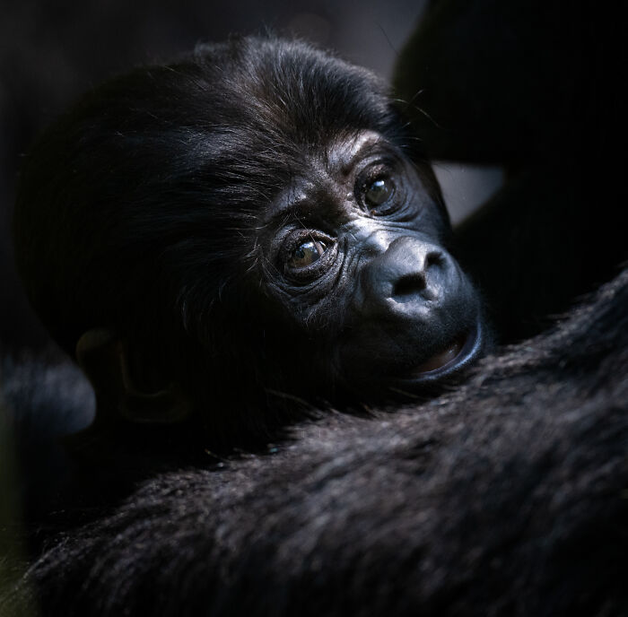 51 Mesmerizing Wildlife Moments By This Award-Winning Photographer 51 Mesmerizing Wildlife Moments By This Award-Winning Photographer