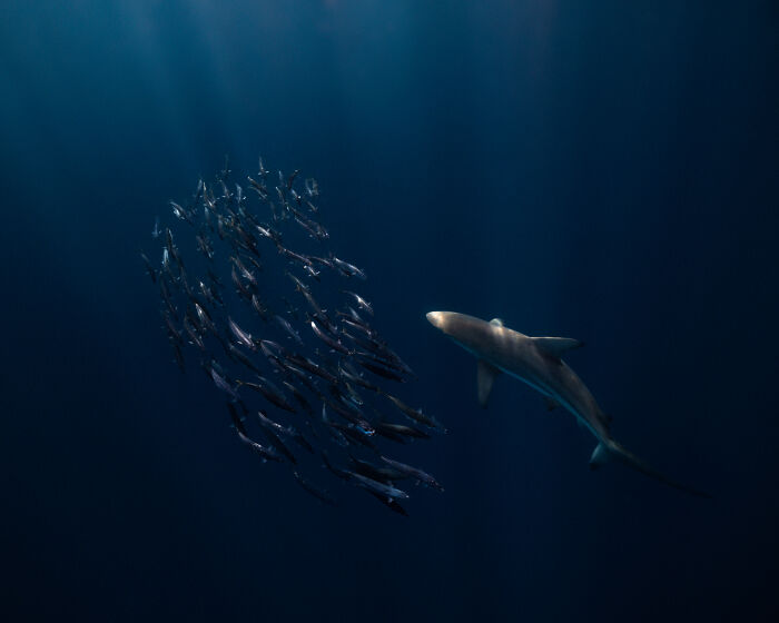 51 Mesmerizing Wildlife Moments By This Award-Winning Photographer 51 Mesmerizing Wildlife Moments By This Award-Winning Photographer