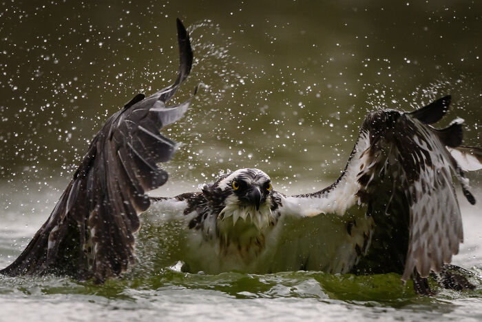 51 Mesmerizing Wildlife Moments By This Award-Winning Photographer 51 Mesmerizing Wildlife Moments By This Award-Winning Photographer