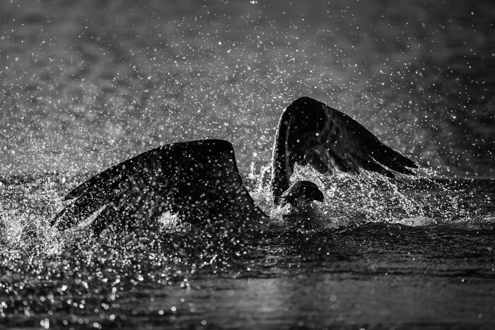 51 Mesmerizing Wildlife Moments By This Award-Winning Photographer 51 Mesmerizing Wildlife Moments By This Award-Winning Photographer