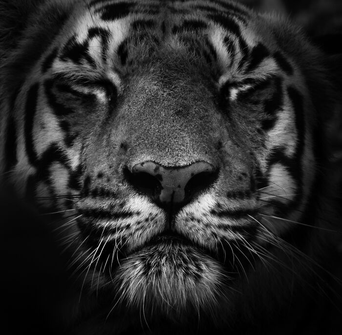 51 Mesmerizing Wildlife Moments By This Award-Winning Photographer 51 Mesmerizing Wildlife Moments By This Award-Winning Photographer