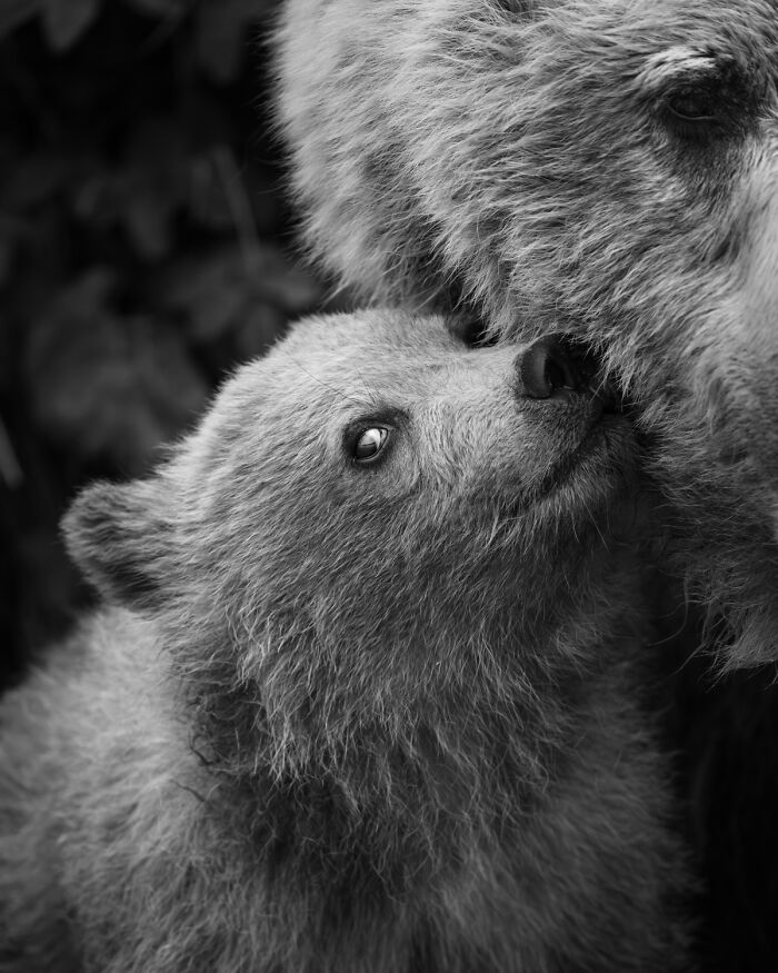51 Mesmerizing Wildlife Moments By This Award-Winning Photographer 51 Mesmerizing Wildlife Moments By This Award-Winning Photographer