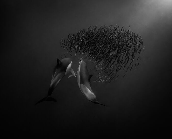 51 Mesmerizing Wildlife Moments By This Award-Winning Photographer 51 Mesmerizing Wildlife Moments By This Award-Winning Photographer