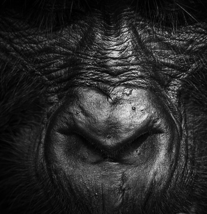 51 Mesmerizing Wildlife Moments By This Award-Winning Photographer 51 Mesmerizing Wildlife Moments By This Award-Winning Photographer