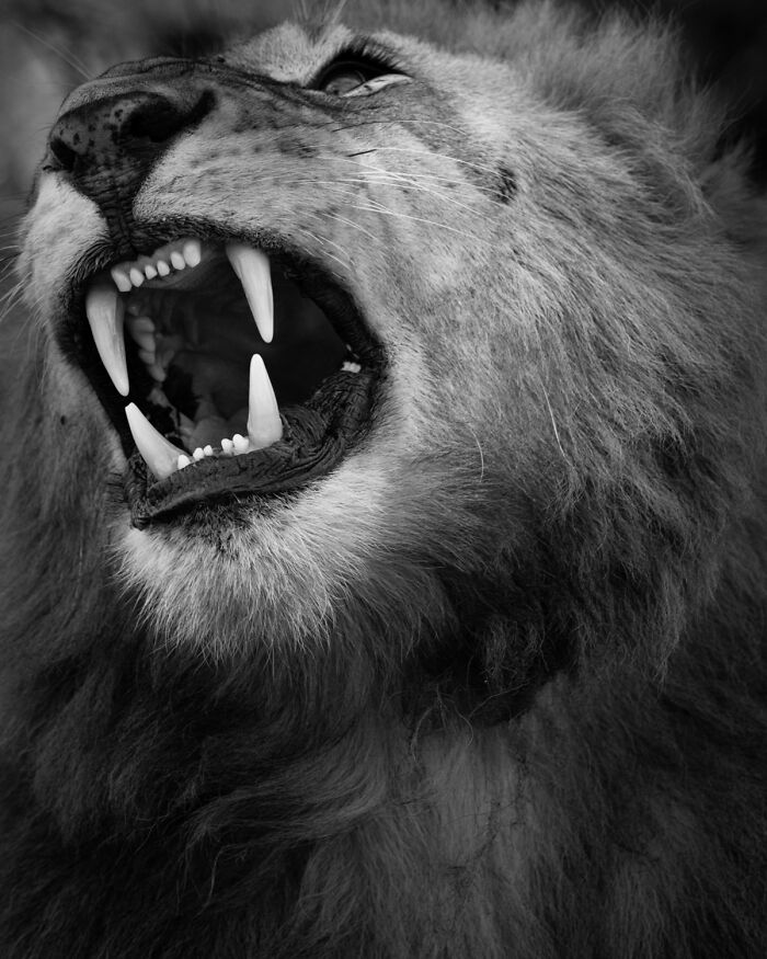 51 Mesmerizing Wildlife Moments By This Award-Winning Photographer 51 Mesmerizing Wildlife Moments By This Award-Winning Photographer