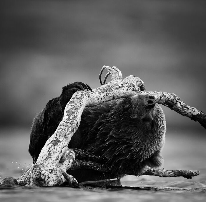 51 Mesmerizing Wildlife Moments By This Award-Winning Photographer 51 Mesmerizing Wildlife Moments By This Award-Winning Photographer