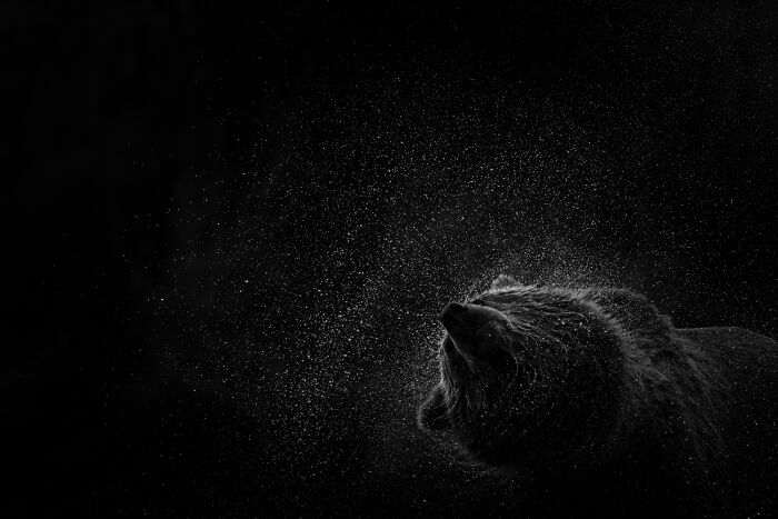 51 Mesmerizing Wildlife Moments By This Award-Winning Photographer 51 Mesmerizing Wildlife Moments By This Award-Winning Photographer