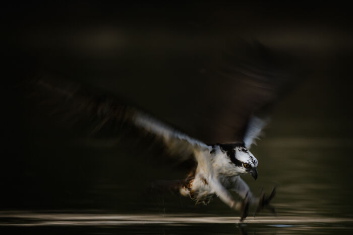 51 Mesmerizing Wildlife Moments By This Award-Winning Photographer 51 Mesmerizing Wildlife Moments By This Award-Winning Photographer