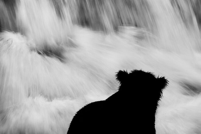 51 Mesmerizing Wildlife Moments By This Award-Winning Photographer 51 Mesmerizing Wildlife Moments By This Award-Winning Photographer