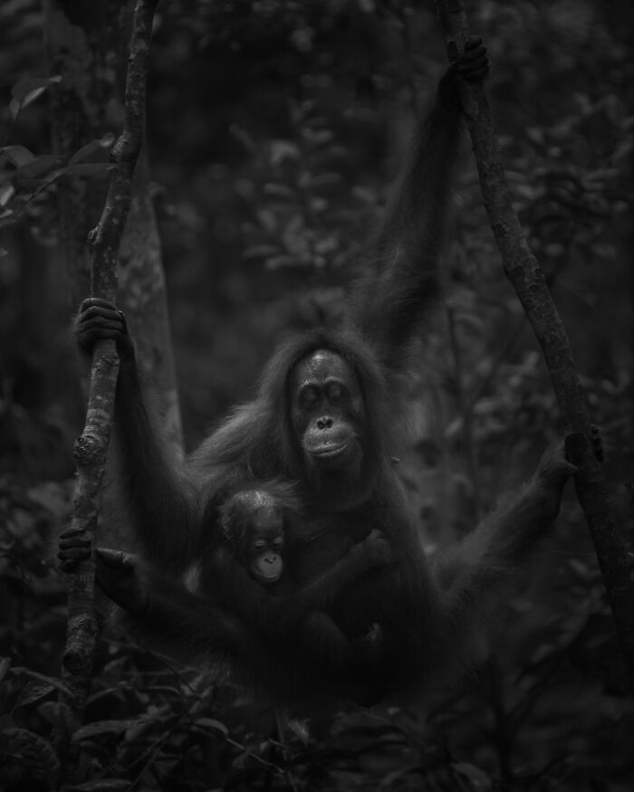 51 Mesmerizing Wildlife Moments By This Award-Winning Photographer 51 Mesmerizing Wildlife Moments By This Award-Winning Photographer