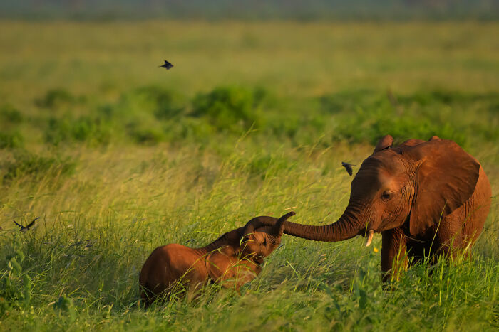 51 Mesmerizing Wildlife Moments By This Award-Winning Photographer 51 Mesmerizing Wildlife Moments By This Award-Winning Photographer