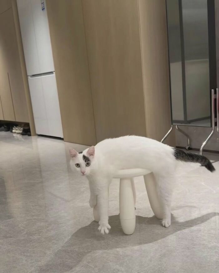 37 Funny And Cute Cat Photos Shared By This Page That Might Make You Smile Today (New Pics) 37 Funny And Cute Cat Photos Shared By This Page That Might Make You Smile Today (New Pics)