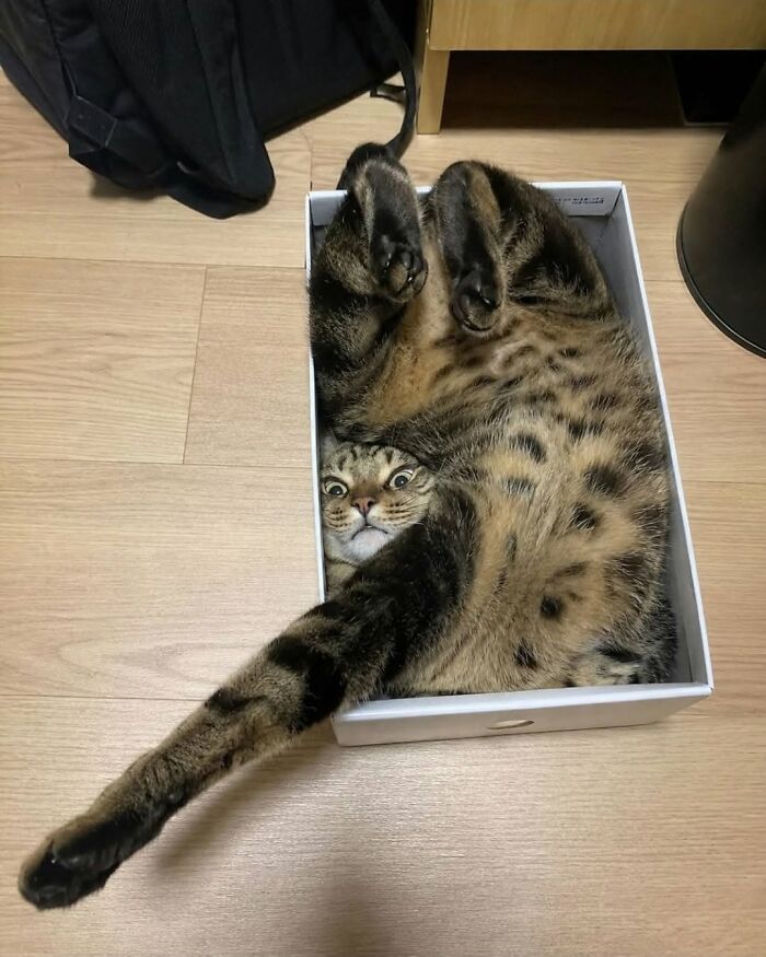 37 Funny And Cute Cat Photos Shared By This Page That Might Make You Smile Today (New Pics) 37 Funny And Cute Cat Photos Shared By This Page That Might Make You Smile Today (New Pics)
