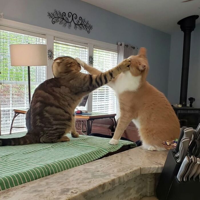 37 Funny And Cute Cat Photos Shared By This Page That Might Make You Smile Today (New Pics) 37 Funny And Cute Cat Photos Shared By This Page That Might Make You Smile Today (New Pics)