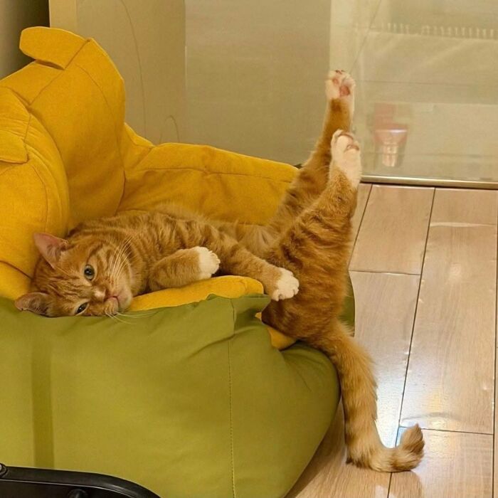 37 Funny And Cute Cat Photos Shared By This Page That Might Make You Smile Today (New Pics) 37 Funny And Cute Cat Photos Shared By This Page That Might Make You Smile Today (New Pics)