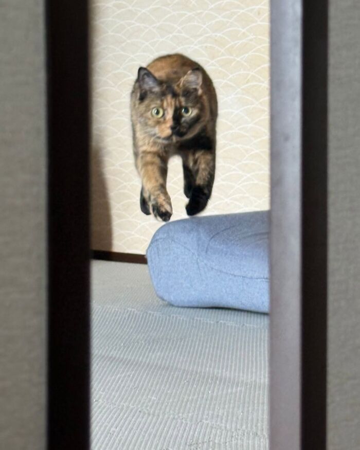 37 Funny And Cute Cat Photos Shared By This Page That Might Make You Smile Today (New Pics) 37 Funny And Cute Cat Photos Shared By This Page That Might Make You Smile Today (New Pics)
