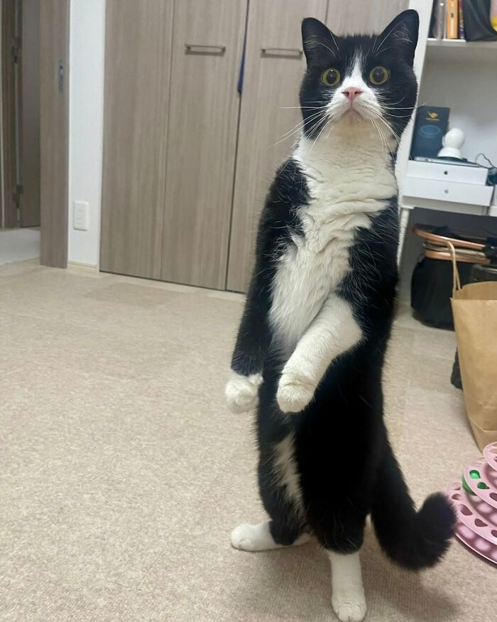 37 Funny And Cute Cat Photos Shared By This Page That Might Make You Smile Today (New Pics) 37 Funny And Cute Cat Photos Shared By This Page That Might Make You Smile Today (New Pics)