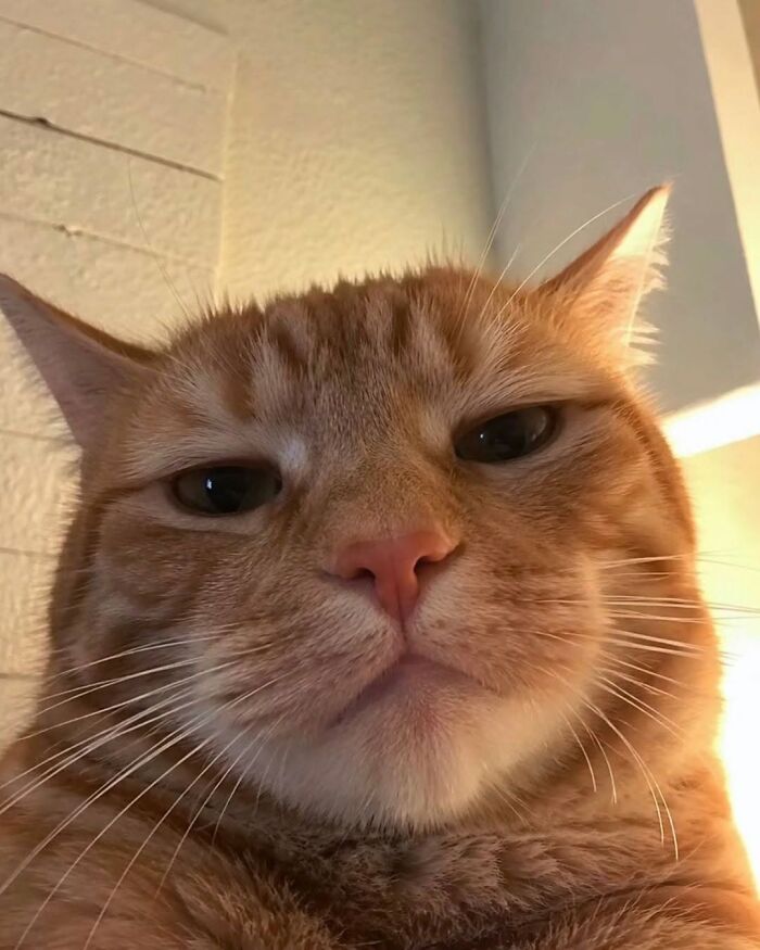 37 Funny And Cute Cat Photos Shared By This Page That Might Make You Smile Today (New Pics) 37 Funny And Cute Cat Photos Shared By This Page That Might Make You Smile Today (New Pics)