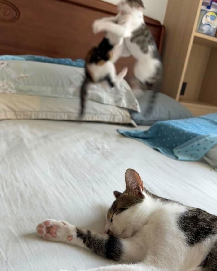 37 Funny And Cute Cat Photos Shared By This Page That Might Make You Smile Today (New Pics) 37 Funny And Cute Cat Photos Shared By This Page That Might Make You Smile Today (New Pics)