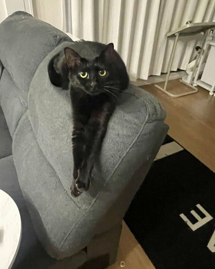 37 Funny And Cute Cat Photos Shared By This Page That Might Make You Smile Today (New Pics) 37 Funny And Cute Cat Photos Shared By This Page That Might Make You Smile Today (New Pics)