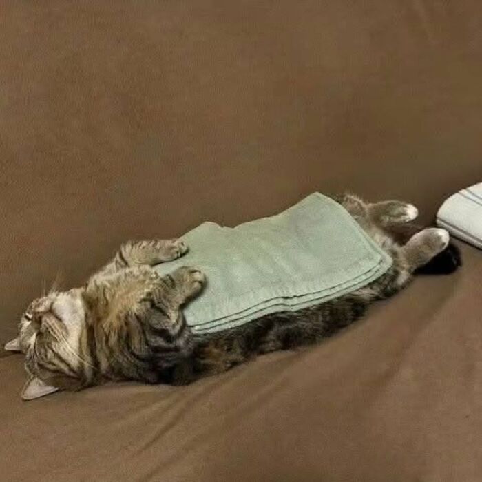 37 Funny And Cute Cat Photos Shared By This Page That Might Make You Smile Today (New Pics) 37 Funny And Cute Cat Photos Shared By This Page That Might Make You Smile Today (New Pics)