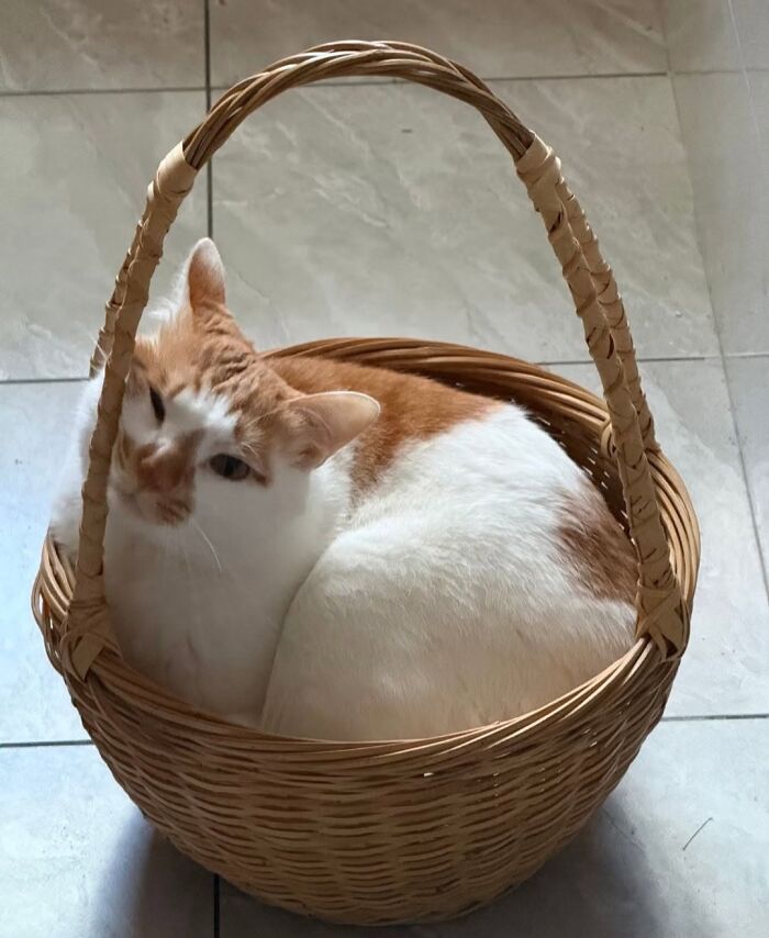 37 Funny And Cute Cat Photos Shared By This Page That Might Make You Smile Today (New Pics) 37 Funny And Cute Cat Photos Shared By This Page That Might Make You Smile Today (New Pics)