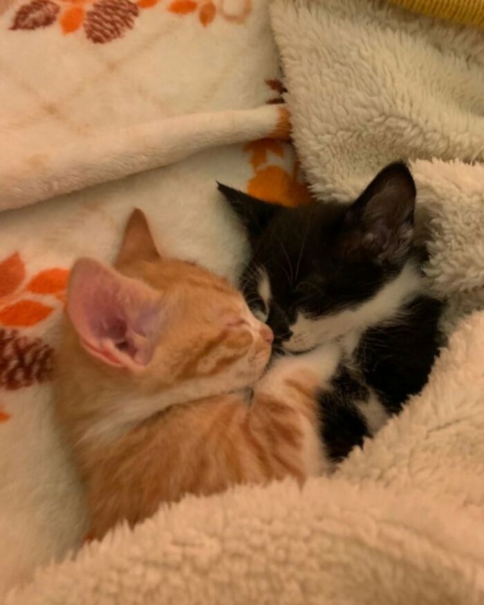 37 Funny And Cute Cat Photos Shared By This Page That Might Make You Smile Today (New Pics) 37 Funny And Cute Cat Photos Shared By This Page That Might Make You Smile Today (New Pics)