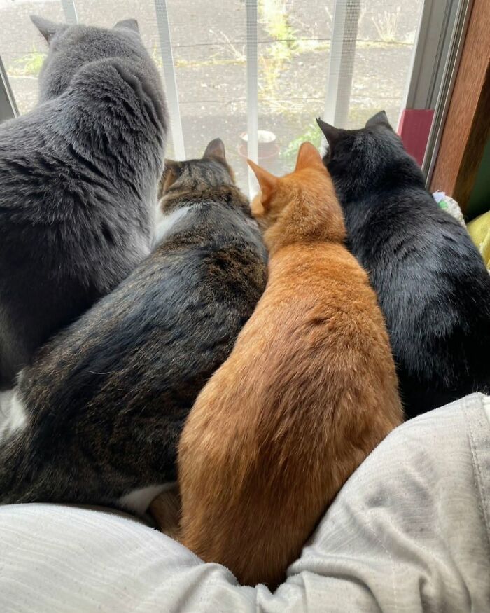 37 Funny And Cute Cat Photos Shared By This Page That Might Make You Smile Today (New Pics) 37 Funny And Cute Cat Photos Shared By This Page That Might Make You Smile Today (New Pics)