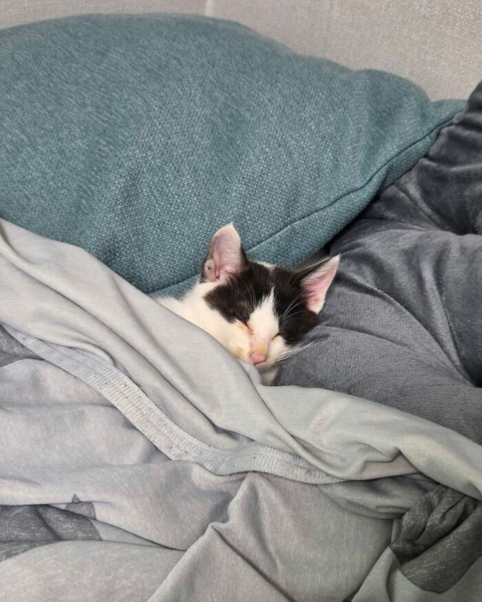 37 Funny And Cute Cat Photos Shared By This Page That Might Make You Smile Today (New Pics) 37 Funny And Cute Cat Photos Shared By This Page That Might Make You Smile Today (New Pics)
