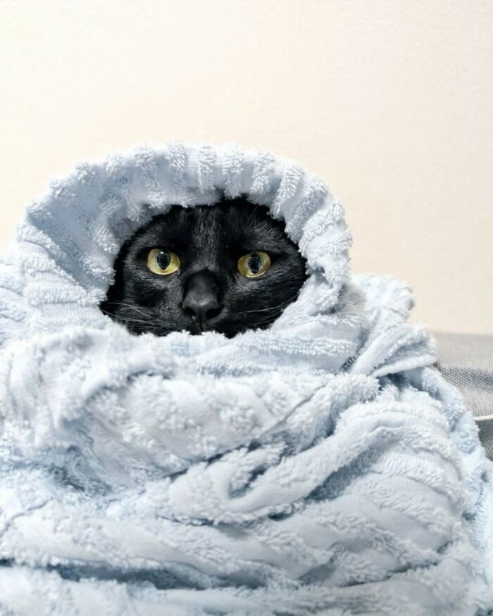 37 Funny And Cute Cat Photos Shared By This Page That Might Make You Smile Today (New Pics) 37 Funny And Cute Cat Photos Shared By This Page That Might Make You Smile Today (New Pics)