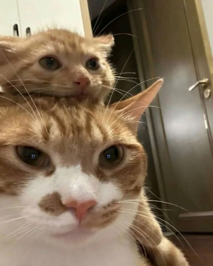 37 Funny And Cute Cat Photos Shared By This Page That Might Make You Smile Today (New Pics) 37 Funny And Cute Cat Photos Shared By This Page That Might Make You Smile Today (New Pics)