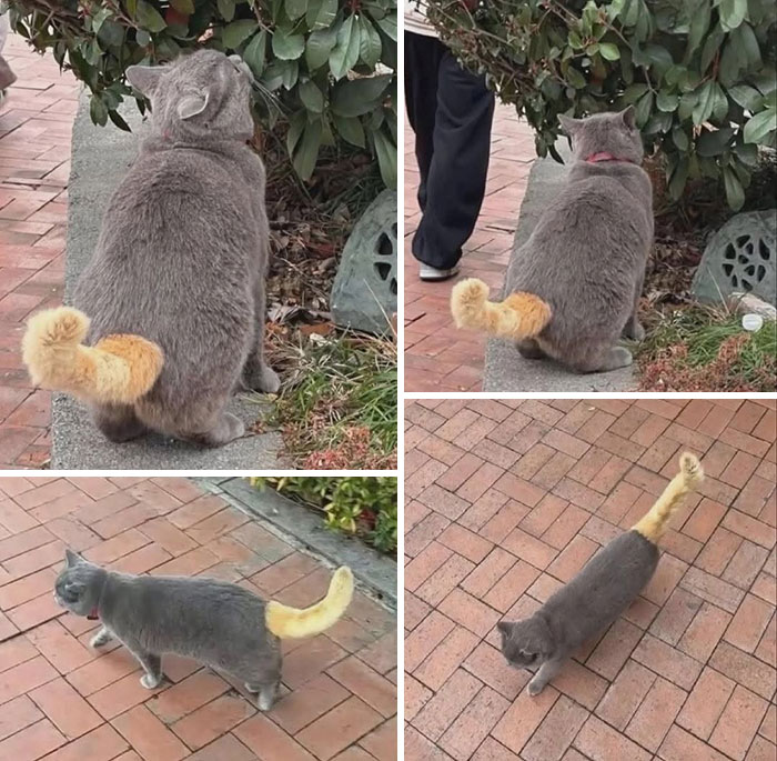 37 Funny And Cute Cat Photos Shared By This Page That Might Make You Smile Today (New Pics) 37 Funny And Cute Cat Photos Shared By This Page That Might Make You Smile Today (New Pics)