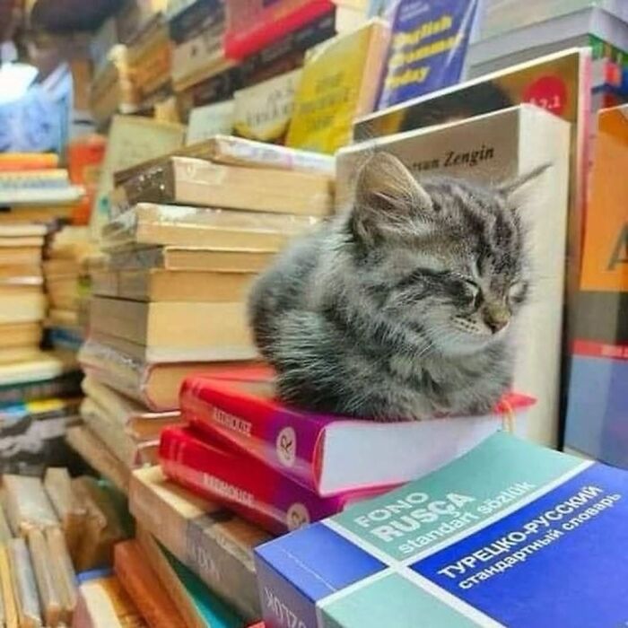 37 Funny And Cute Cat Photos Shared By This Page That Might Make You Smile Today (New Pics) 37 Funny And Cute Cat Photos Shared By This Page That Might Make You Smile Today (New Pics)