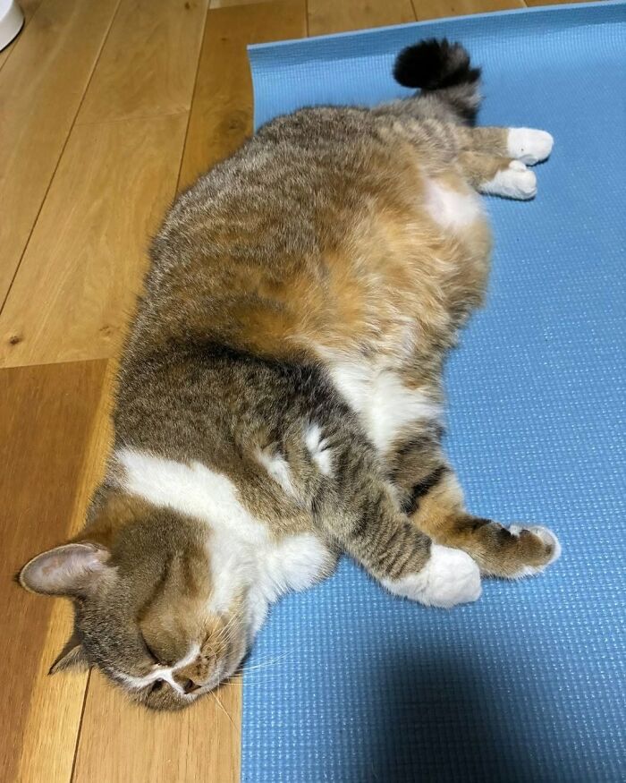 37 Funny And Cute Cat Photos Shared By This Page That Might Make You Smile Today (New Pics) 37 Funny And Cute Cat Photos Shared By This Page That Might Make You Smile Today (New Pics)
