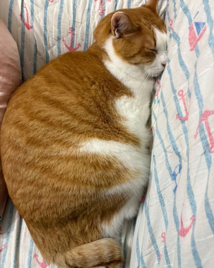 37 Funny And Cute Cat Photos Shared By This Page That Might Make You Smile Today (New Pics) 37 Funny And Cute Cat Photos Shared By This Page That Might Make You Smile Today (New Pics)