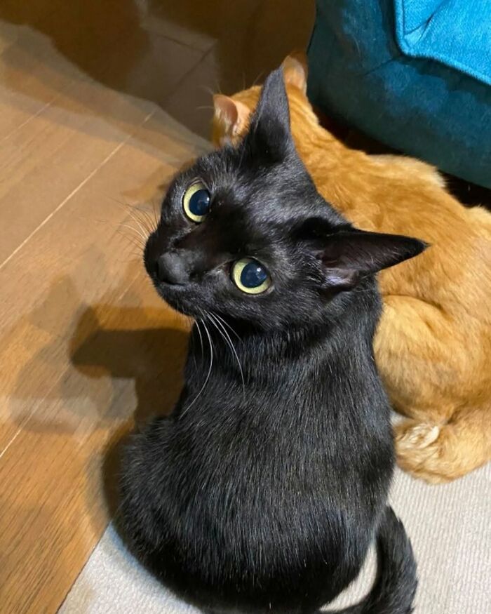 37 Funny And Cute Cat Photos Shared By This Page That Might Make You Smile Today (New Pics) 37 Funny And Cute Cat Photos Shared By This Page That Might Make You Smile Today (New Pics)