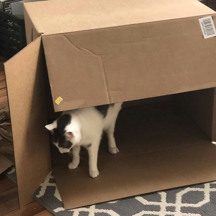 37 Funny And Cute Cat Photos Shared By This Page That Might Make You Smile Today (New Pics) 37 Funny And Cute Cat Photos Shared By This Page That Might Make You Smile Today (New Pics)
