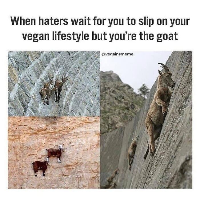 47 Hilarious Memes That Prove That Vegans Do Have A Sense Of Humor