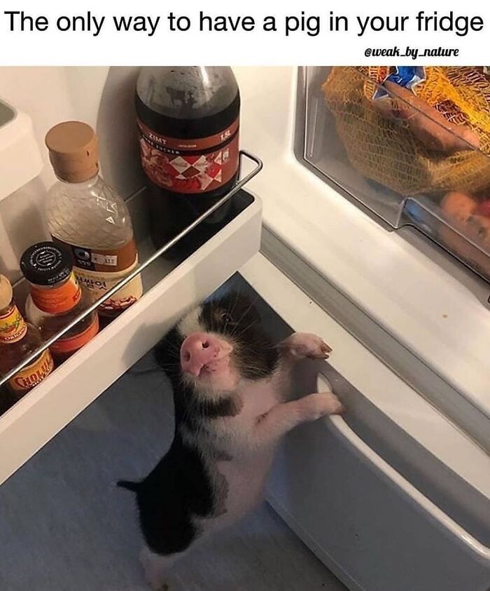 47 Hilarious Memes That Prove That Vegans Do Have A Sense Of Humor