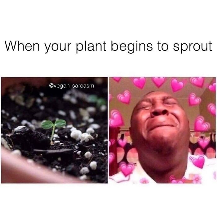 47 Hilarious Memes That Prove That Vegans Do Have A Sense Of Humor