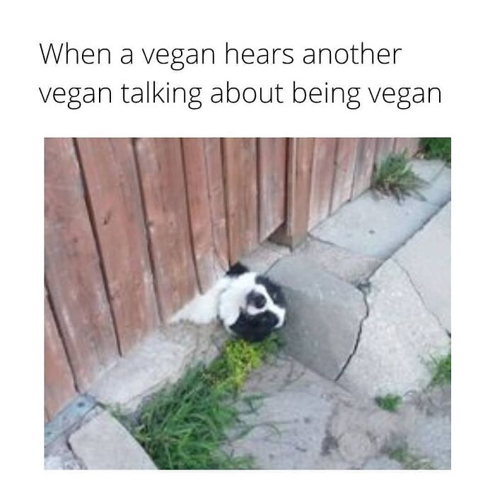 47 Hilarious Memes That Prove That Vegans Do Have A Sense Of Humor